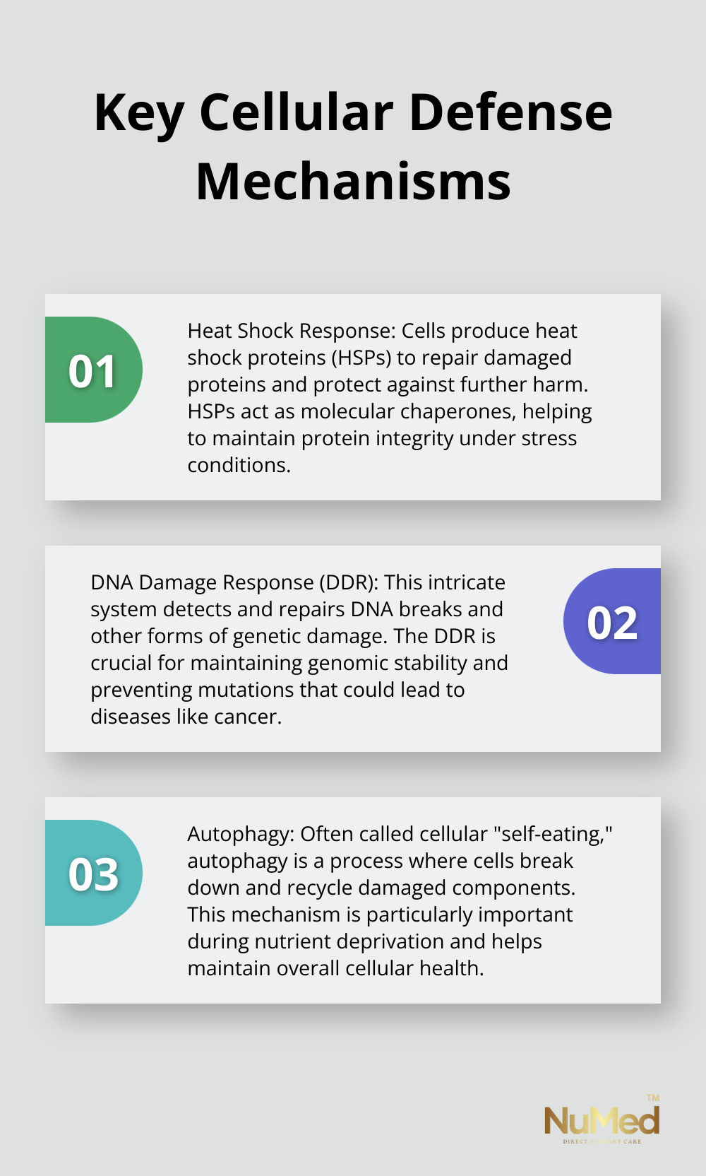 An ordered list chart showing three main cellular defense mechanisms: Heat Shock Response, DNA Damage Response, and Autophagy. - cell response to stress