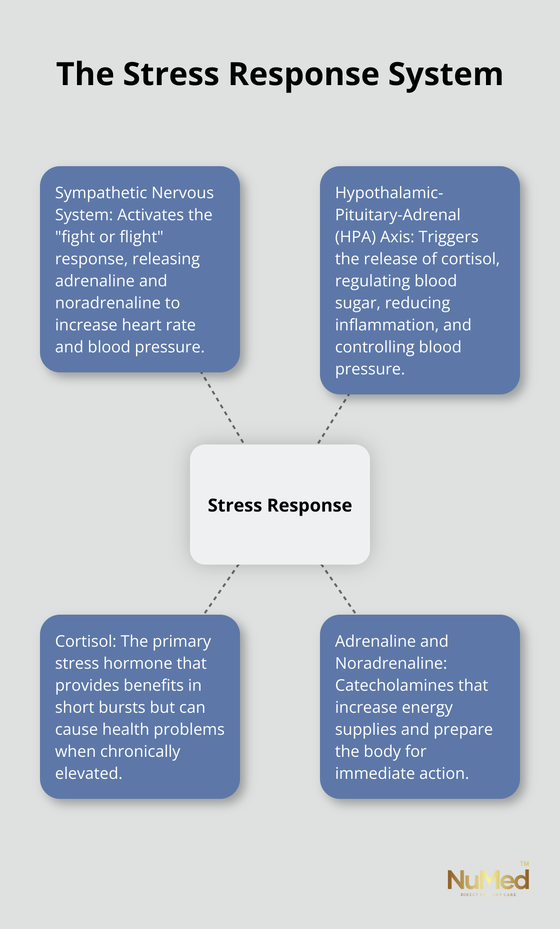 A hub and spoke diagram showing the two main systems of the stress response: the sympathetic nervous system and the hypothalamic-pituitary-adrenal (HPA) axis, along with key stress mediators and their effects. - protective and damaging effects of stress mediators